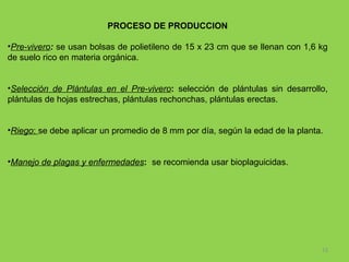 PROCESO DE PRODUCCION
•Pre-vivero: se usan bolsas de polietileno de 15 x 23 cm que se llenan con 1,6 kg
de suelo rico en materia orgánica.
•Selección de Plántulas en el Pre-vivero: selección de plántulas sin desarrollo,
plántulas de hojas estrechas, plántulas rechonchas, plántulas erectas.
•Riego: se debe aplicar un promedio de 8 mm por día, según la edad de la planta.
•Manejo de plagas y enfermedades: se recomienda usar bioplaguicidas.

13

 