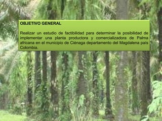 OBJETIVO GENERAL
 
Realizar  un  estudio  de  factibilidad  para  determinar  la  posibilidad  de 
implementar  una  planta  productora  y  comercializadora  de  Palma 
africana en el municipio de Ciénaga departamento del Magdalena país 
Colombia.

4

 