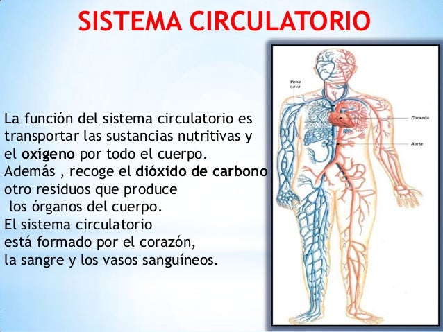 TEACHER JOANA SÁNCHEZ ELGARBAY El sistema circulatorio