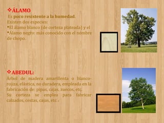 ÁLAMO
Es poco resistente a la humedad.
Existen dos especies:
El álamo blanco (de corteza plateada) y el
Álamo negro: más conocido con el nombre
de chopo.

ABEDUL:
Árbol de madera amarillenta o blancorojiza, elástica, no duradera, empleada en la
fabricación de: pipas, cajas, zuecos, etc.
Su corteza se emplea para fabricar
calzados, cestas, cajas, etc. c

 