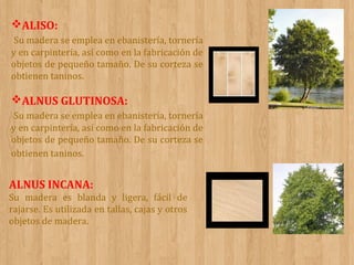 ALISO:
Su madera se emplea en ebanistería, tornería
y en carpintería, así como en la fabricación de
objetos de pequeño tamaño. De su corteza se
obtienen taninos.

ALNUS GLUTINOSA:
Su madera se emplea en ebanistería, tornería
y en carpintería, así como en la fabricación de
objetos de pequeño tamaño. De su corteza se
obtienen taninos.

ALNUS INCANA:
Su madera es blanda y ligera, fácil de
rajarse. Es utilizada en tallas, cajas y otros
objetos de madera.

 