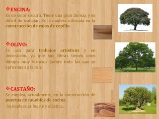 ENCINA:
Es de color oscuro. Tiene una gran dureza y es
difícil de trabajar. Es la madera utilizada en la
construcción de cajas de cepillo.

OLIVO:
Se usa para trabajos artísticos y en
decoración, ya que sus fibras tienen unos
dibujos muy vistosos (sobre todo las que se
aproximan a la raíz.

CASTAÑO:
Se emplea, actualmente, en la construcción de
puertas de muebles de cocina.
Su madera es fuerte y elástica.

 