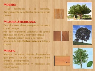 OLMO:
Es resistente a la carcoma.
Antiguamente se utilizaba para construir
carros.

CAOBA AMERICANA.
De color rosa claro, aunque se oscurece
con el tiempo.
Es por lo general compacta, de grano
fino, casi sin poro y con vetas largas.
Es fácil de serrar, pulir y barnizar.
Muebles de lujo. Embarcaciones, tallas y
chapas.

HAYA.
Madera de color marrón blanquecino
que pasa a rosado, se comporta bien
frente a la compresión.
Muebles, ebanistería y trabajos de
construcción.

 