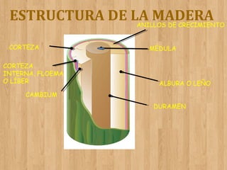 ESTRUCTURA DE LA MADERA
ANILLOS DE CRECIMIENTO
CORTEZA
CORTEZA
INTERNA, FLOEMA
O LÍBER

MÉDULA

ALBURA O LEÑO

CAMBIUM
DURAMEN

 