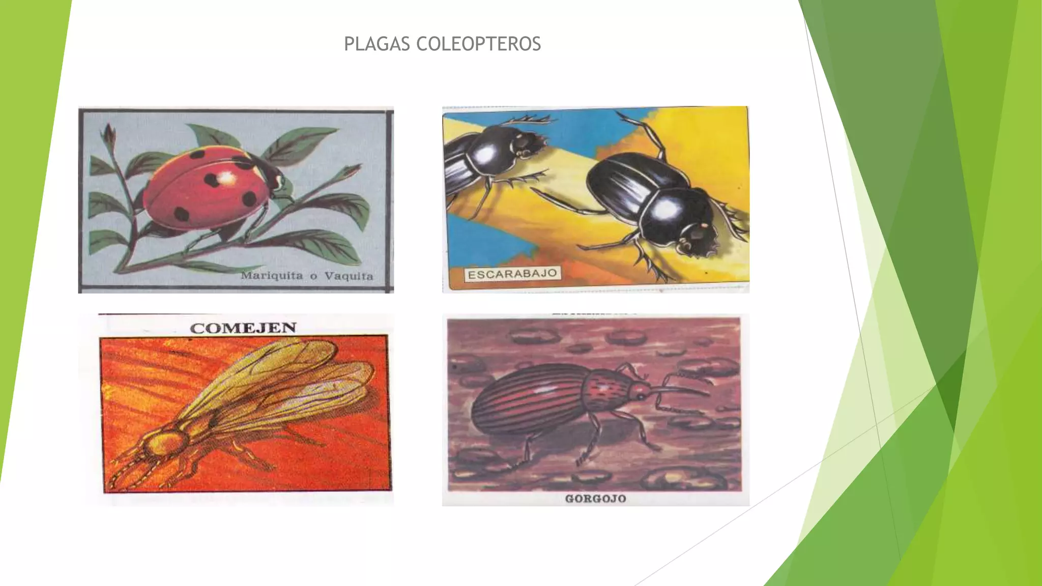 PRINCIPALES TIPOS DE INSECTOS | PPTX