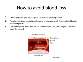 How to avoid blood loss
1.   When the walls of a blood vessel are broken, bleeding occurs.
2.   The platelets become sticky and release substances which form protein fibres in
     the blood plasma.
3.   These fibres form a net which traps the red blood cells, resulting in a clot that
     plugs the wound.
 