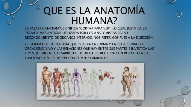 Resultado de imagen para que es la anatomia