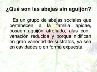 ¿Qué son las abejas sin aguijón?   Es un grupo de abejas sociales que pertenecen a la familia apidae, poseen aguijón atrofiado, alas con  venación reducida y porque nidifican en gran variedad de sustratos, ya sea en cavidades o en forma expuesta.  