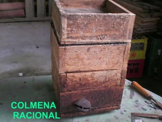 COLMENA RACIONAL 