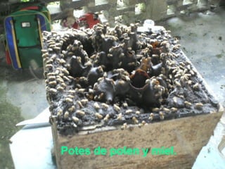 Potes de polen y miel. 