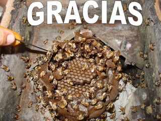 GRACIAS 
