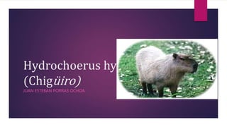 Hydrochoerus hydrochaeris
(Chigüiro)
JUAN ESTEBAN PORRAS OCHOA
 