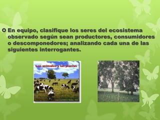  En equipo, clasifique los seres del ecosistema
observado según sean productores, consumidores
o descomponedores; analizando cada una de las
siguientes interrogantes.

 