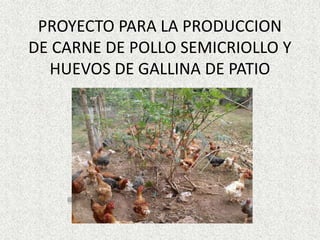 PROYECTO PARA LA PRODUCCION
DE CARNE DE POLLO SEMICRIOLLO Y
HUEVOS DE GALLINA DE PATIO
 
