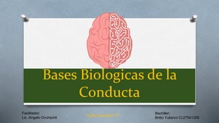 Bases Biologicas de la
Conducta
Bachiller:
Britto Yulianni Ci;27541358
Facilitador;
Lic. Angelo Occhipinti
3 año Sección “4”
 
