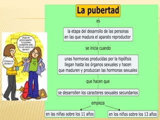 Diapositivas pubertad y adolescencia