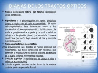Comprehensive Overview of Human Sensory Systems and Visual Processing | PPT