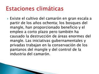    Existe el cultivo del camarón en gran escala a
    partir de los años ochenta; los bosques del
    mangle, han proporcionado beneficio y el
    empleo a corto plazo pero también ha
    causado la destrucción de áreas enormes del
    mangle. Las iniciativas gubernamentales y
    privadas trabajan en la conservación de los
    pantanos del mangle y del control de la
    industria del camarón.
 