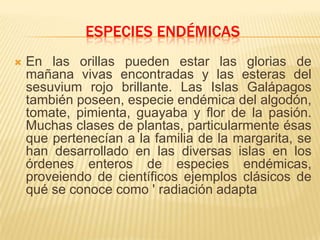 ESPECIES ENDÉMICAS
   En las orillas pueden estar las glorias de
    mañana vivas encontradas y las esteras del
    sesuvium rojo brillante. Las Islas Galápagos
    también poseen, especie endémica del algodón,
    tomate, pimienta, guayaba y flor de la pasión.
    Muchas clases de plantas, particularmente ésas
    que pertenecían a la familia de la margarita, se
    han desarrollado en las diversas islas en los
    órdenes enteros de especies endémicas,
    proveiendo de científicos ejemplos clásicos de
    qué se conoce como ' radiación adapta
 