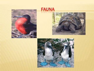 FAUNA
 