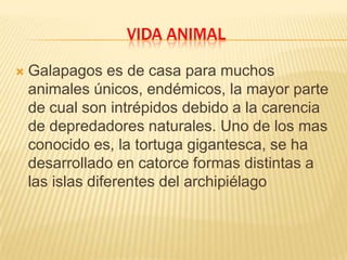 VIDA ANIMAL

   Galapagos es de casa para muchos
    animales únicos, endémicos, la mayor parte
    de cual son intrépidos debido a la carencia
    de depredadores naturales. Uno de los mas
    conocido es, la tortuga gigantesca, se ha
    desarrollado en catorce formas distintas a
    las islas diferentes del archipiélago
 