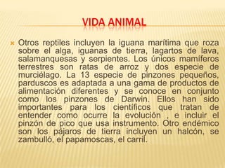 VIDA ANIMAL
   Otros reptiles incluyen la iguana marítima que roza
    sobre el alga, iguanas de tierra, lagartos de lava,
    salamanquesas y serpientes. Los únicos mamíferos
    terrestres son ratas de arroz y dos especie de
    murciélago. La 13 especie de pinzones pequeños,
    parduscos es adaptada a una gama de productos de
    alimentación diferentes y se conoce en conjunto
    como los pinzones de Darwin. Ellos han sido
    importantes para los científicos que tratan de
    entender como ocurre la evolución , e incluir el
    pinzón de pico que usa instrumento. Otro endémico
    son los pájaros de tierra incluyen un halcón, se
    zambulló, el papamoscas, el carril.
 