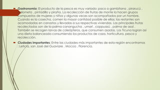  Gastronomía: El producto de la pesca es muy variado: paco o gambitana , pirarucú ,
palometa , pintadillo y piraña. La recolección de frutas de monte la hacen grupos
compuestos de mujeres y niños y algunas veces son acompañados por un hombre.
Cuando es la cosecha, comen la mayor cantidad posible de ellas; las restantes son
acomodadas en canastos y llevadas a sus respectivas viviendas. Las principales frutas
recolectadas son de la palma canangucha , umarí , coppuasú , palma de asaí .
También se recogen larvas de coleópteros, que consumen asadas. Los Ticuna logran así
una dieta balanceada consumiendo los productos de caza, horticultura, pesca y
recolección.
 Ciudades importantes: Entre las ciudades más importantes de esta región encontramos
: Leticia, san José del Guaviare , Mocoa , Florencia.
 