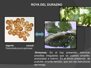 ROYA DEL DURAZNO
-Agente causal:
Transchelia pruni-spinosae
-Síntomas: En el haz presentan manchas
amarillas irregulares que se vuelven amarillo-
anaranjado a marrón. En el envés presencia de
pústulas amarillo-ferroso, que son las estructuras
del hongo.
 