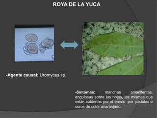 Diapositivas roya | PPTX