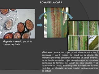 ROYA DE LA CAÑA
-Agente causal: puccinia
melanocephala
-Síntomas: Ataca las hojas, principalmente entre las 6
semanas y los 6 meses de edad de la planta. Se
identifica por unas pequeñas manchas de color amarillo,
en ambos lados de las hojas. A medida que las manchas
aumentan de tamaño, se tornan de color marrón y se
rodean de un círculo amarillo pálido. Las lesiones forman
pústulas en el envés, aunque pueden también aparecer
en el haz.
 
