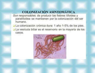 COLONIZACIÓN ASINTOMÁTICA
 