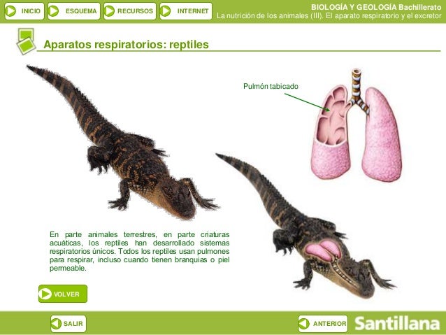 Diapositivas Biology Samuel