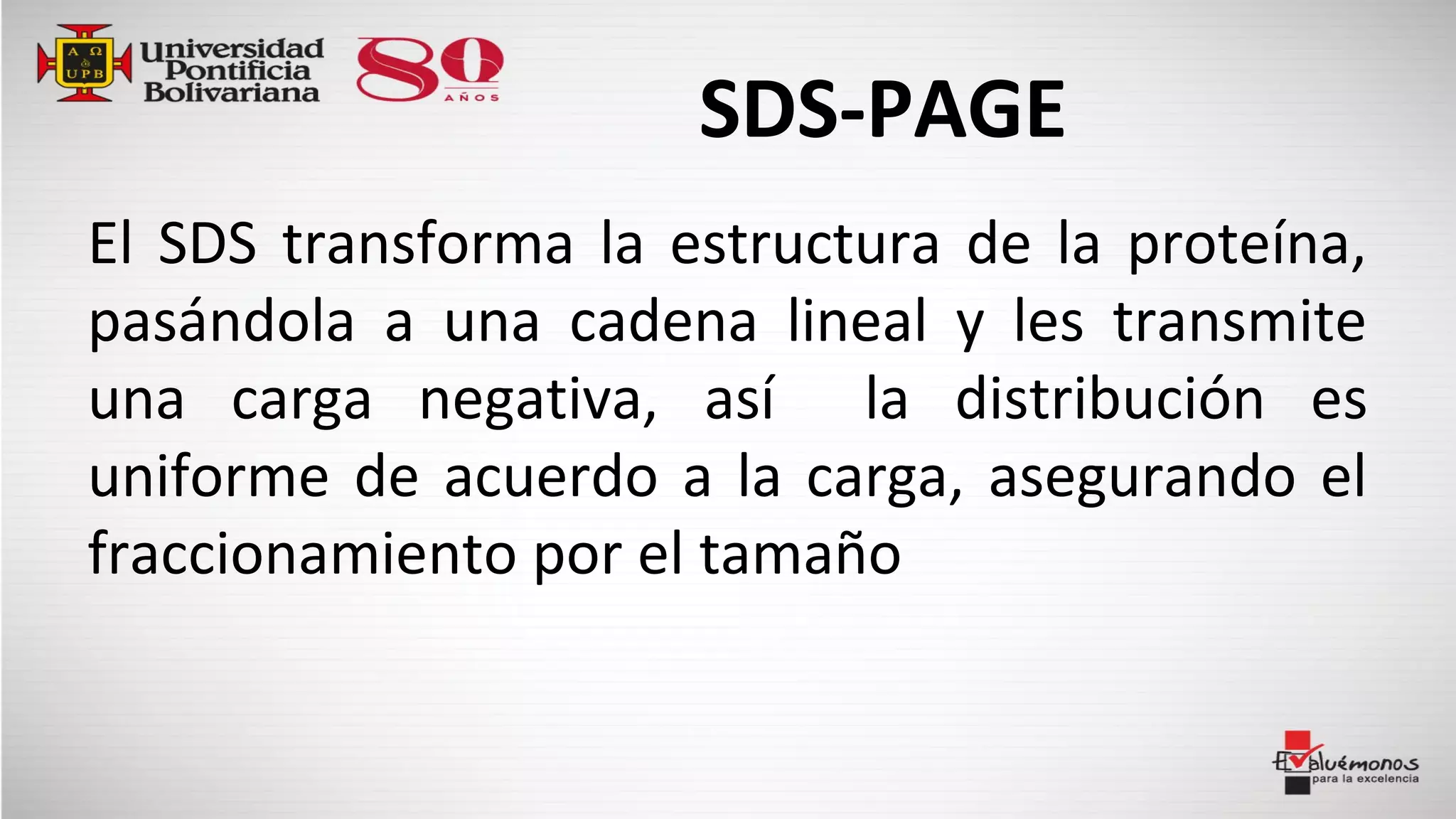SDS-PAGE
El SDS transforma la estructura de la proteína,
pasándola a una cadena lineal y les transmite
una carga negativa, así la distribución es
uniforme de acuerdo a la carga, asegurando el
fraccionamiento por el tamaño
 