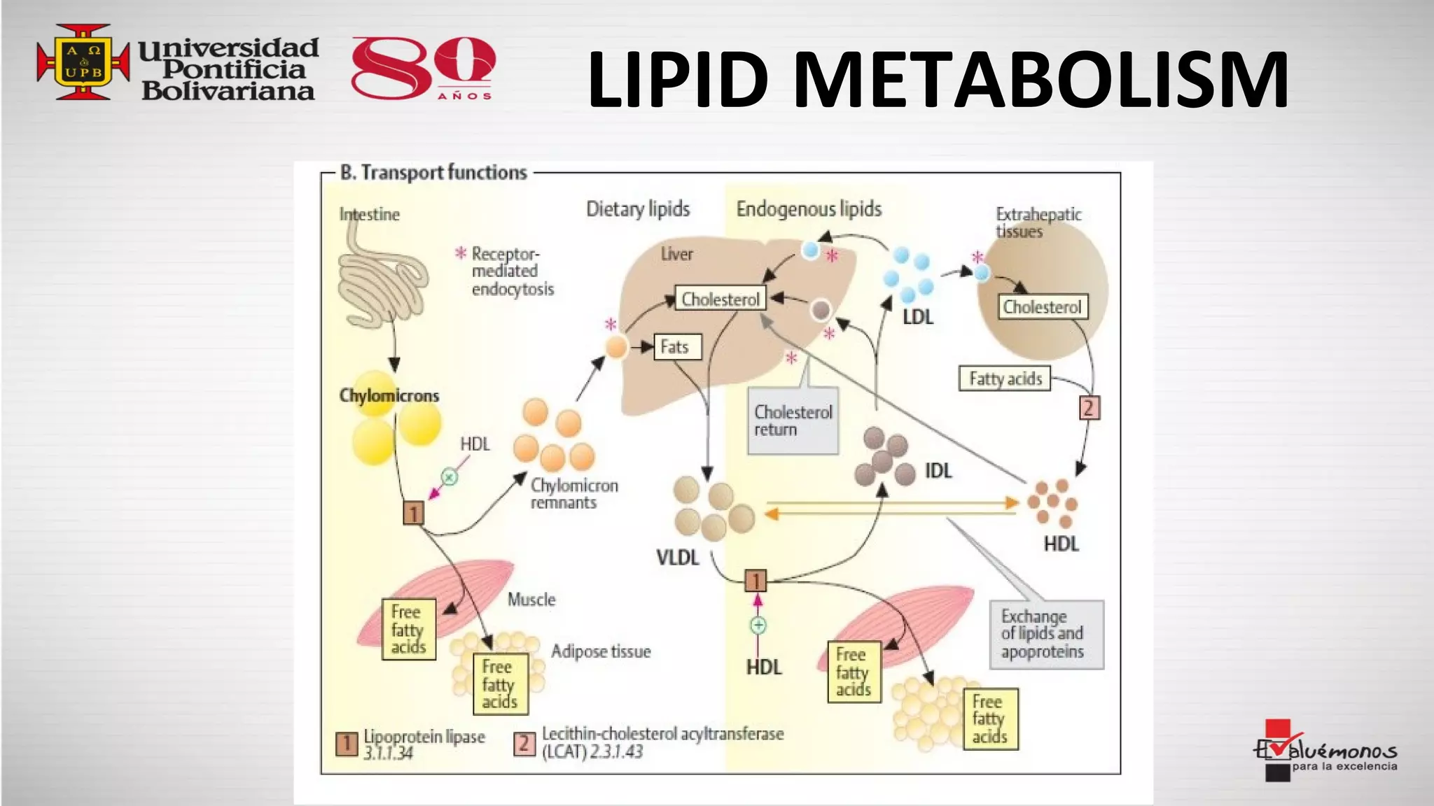 LIPID METABOLISM
 