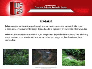 GLOSARIO
Árbol: conforman los estratos altos del bosque tienen una copa bien definida, tronco
leñoso, cielos relativamente largos dependiendo la especie y crecimiento interrumpidos.

Arbusto: presenta ramificación basal, su longevidad depende de la especie, son leñosos y
se encuentran en el inferior del bosque de todas las categorías; bordes de caminos
quebrados.
 