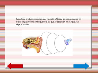 El  oído El  oído  nos informa de los sonidos que se producen a nuestro alrededor.   Por el  sentido del oído  escuchamos toda clase de  sonidos : la voz de la persona que nos habla; el ladrido de un perro; la melodía de una canción, etc. Los  oídos  son los órganos del sentido del oído. En los oídos distinguimos: *   Una parte que vemos: *   Otras partes que no vemos: -  Orejas . -  Conducto auditivo . -  Tímpano . -  Huesecillos . -  Caracol . 