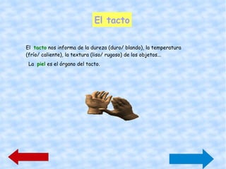 El olfato El  olfato  nos informa de los olores. La  nariz  es el órgano del olfato. El Olfato 