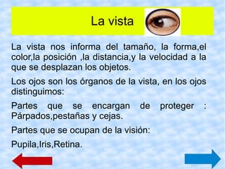 La vista La vista nos informa del tamaño, la forma,el color,la posición ,la distancia,y la velocidad a la que se desplazan los objetos. Los ojos son los órganos de la vista, en los ojos distinguimos: Partes que se encargan de proteger : Párpados,pestañas y cejas. 