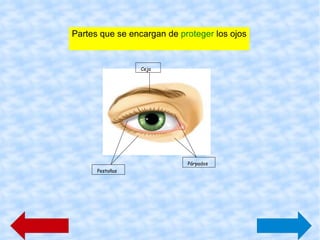 Partes que se ocupan de la visión: 