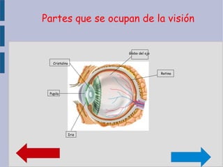 Ceja Pestañas Párpados Partes que se encargan de  proteger  los ojos 