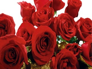 Diapositivas se rosas rojas