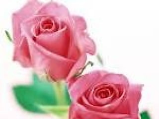 Diapositivas se rosas rojas