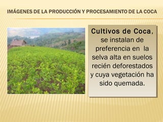 Cultivos de Coca, 
Cultivos de Coca, 
se instalan de 
preferencia en la 
selva alta en suelos 
recién deforestados 
y cuya vegetación ha 
sido quemada. 
se instalan de 
preferencia en la 
selva alta en suelos 
recién deforestados 
y cuya vegetación ha 
sido quemada. 
 