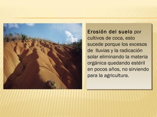 Erosión del suelo por 
cultivos de coca, esto 
sucede porque los excesos 
de lluvias y la radicación 
solar eliminando la materia 
orgánica quedando estéril 
en pocos años, no sirviendo 
para la agricultura. 
Erosión del suelo por 
cultivos de coca, esto 
sucede porque los excesos 
de lluvias y la radicación 
solar eliminando la materia 
orgánica quedando estéril 
en pocos años, no sirviendo 
para la agricultura. 
 