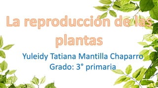 Yuleidy Tatiana Mantilla Chaparro
Grado: 3° primaria
 