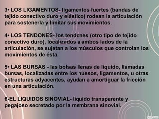 3• LOS LIGAMENTOS- ligamentos fuertes (bandas de
tejido conectivo duro y elástico) rodean la articulación
para sostenerla y limitar sus movimientos.

4• LOS TENDONES- los tendones (otro tipo de tejido
conectivo duro), localizados a ambos lados de la
articulación, se sujetan a los músculos que controlan los
movimientos de ésta.

5• LAS BURSAS - las bolsas llenas de líquido, llamadas
bursas, localizadas entre los huesos, ligamentos, u otras
estructuras adyacentes, ayudan a amortiguar la fricción
en una articulación.

6-EL LIQUIDOS SINOVIAL- líquido transparente y
pegajoso secretado por la membrana sinovial.
 
