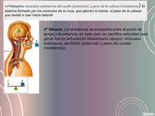 )
•1º Género: músculos extensores del cuello (potencia); y peso de la cabeza (resistencia . El
sistema formado por los músculos de la nuca, que ejercen la fuerza, el peso de la cabeza
que tiende a caer hacia delante
•



                         2º Género: La resistencia se encuentra entre el punto de
                         apoyo y la potencia, en este caso se sacrifica velocidad para
                         ganar fuerza articulación tibiotarsiana (apoyo); músculos
                         extensores del tobillo (potencia); y peso del cuerpo
                         (resistencia).
 