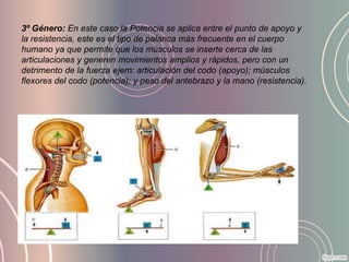 3º Género: En este caso la Potencia se aplica entre el punto de apoyo y
la resistencia, este es el tipo de palanca más frecuente en el cuerpo
humano ya que permite que los músculos se inserte cerca de las
articulaciones y generen movimientos amplios y rápidos, pero con un
detrimento de la fuerza ejem: articulación del codo (apoyo); músculos
flexores del codo (potencia); y peso del antebrazo y la mano (resistencia).
 