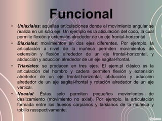 Funcional
• Uniaxiales: aquellas articulaciones donde el movimiento angular se
  realiza en un solo eje. Un ejemplo es la aticulación del codo, la cual
  permite flexión y extensión alrededor de un eje frontal-horizontal.
• Biaxiales: movimientos en dos ejes diferentes. Por ejemplo, la
  articulación a nivel de la muñeca permiten movimientos de
  extensión y flexión alrededor de un eje frontal-horizontal, y
  abducción y aducción alrededor de un eje sagital-frontal.
• Triaxiales: se producen en tres ejes. El ejem,pl clásico es la
  articulación del hombro y cadera permiten flexión y extensión
  alrededor de un eje frontal-horizontal, abducción y aducción
  alrededor de un eje sagital-frontal y rotación alrededor de un eje
  vertical.
• Noaxial: Éstas solo permiten pequeños movimientos de
  deslizamiento (movimiento no axial). Por ejemplo, la articulación
  formada entre los huesos carpianos y tarsianos de la muñeca y
  tobillo resspectivamente.
 