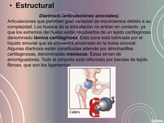 • Estructural
                 Diartrosis (articulaciones sinoviales).
Articulaciones que permiten gran variedad de movimientos debido a su
complejidad. Los huesos de la articulación no entran en contacto, ya
que los extremos del hueso están recubiertos de un tejido cartilaginoso
denominado lámina cartilaginosa. Esta zona está lubricada por el
líquido sinovial que se encuentra encerrado en la bolsa sinovial.
Algunas diartrosis están constituidas además por almohadillas
cartilaginosas, denominadas meniscos. Éstas sirven de
amortiguadores. Todo el conjunto está reforzado por bandas de tejido
fibroso, que son los ligamentos
 